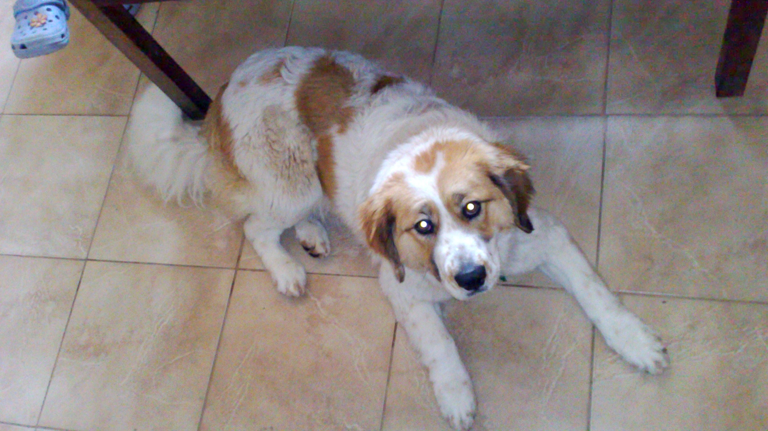 Dobrý deň. Stratila sa nám sučka Moskovského strážneho psa menom Aisha v stredu 18.4.2012 medzi 15:00 - 17:30 v obci Branč prosíme o pomoc všetkých ktorí ju videli aby nám pomohli pri hľadaní. Je veľmi prítulná, hravá, je to ročné šteňa. Ak ju niekto našiel a osvojil si ju, aby ju vrátil. Nálezcovi ponúkame aj finančnú hotovosť. Prosím ak má niekto nejaké informácie aby kontaktoval na tel. č. 0908791911 ĎAKUJEME !!!